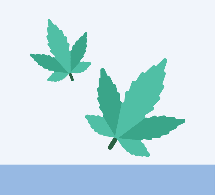 Cannabis Leaves
