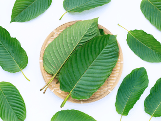 Thai Moph Announced The Prohibition On Selling Kratom Leaves & Food Containing Kratom