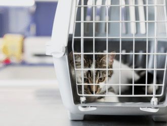 Mpi New Zealand Consults Proposed Amendments Import Health Standard Cats Dogs