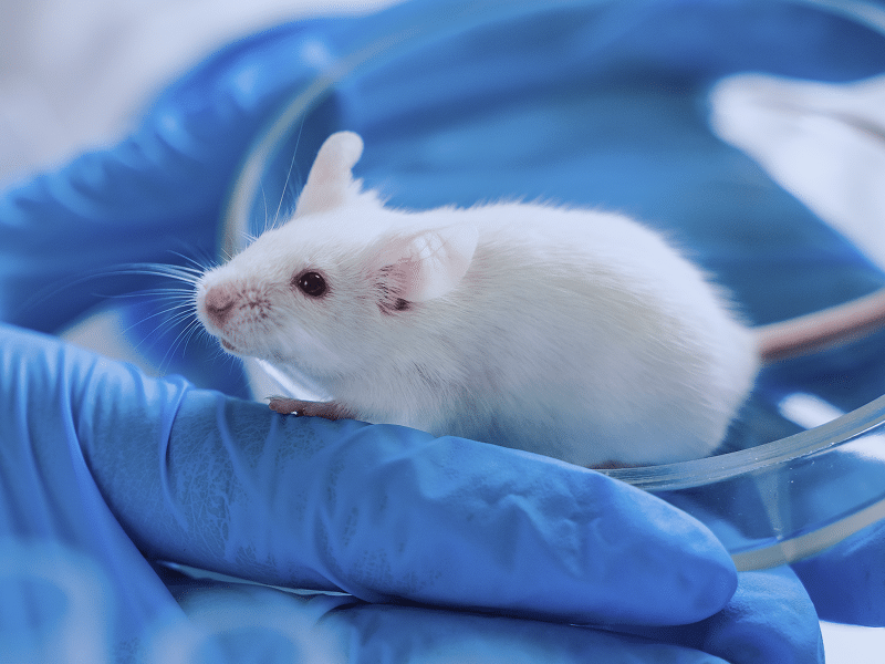 Uk Mhra Sets Regulatory Pathway To Phase Out Animal Testing In Drug Development